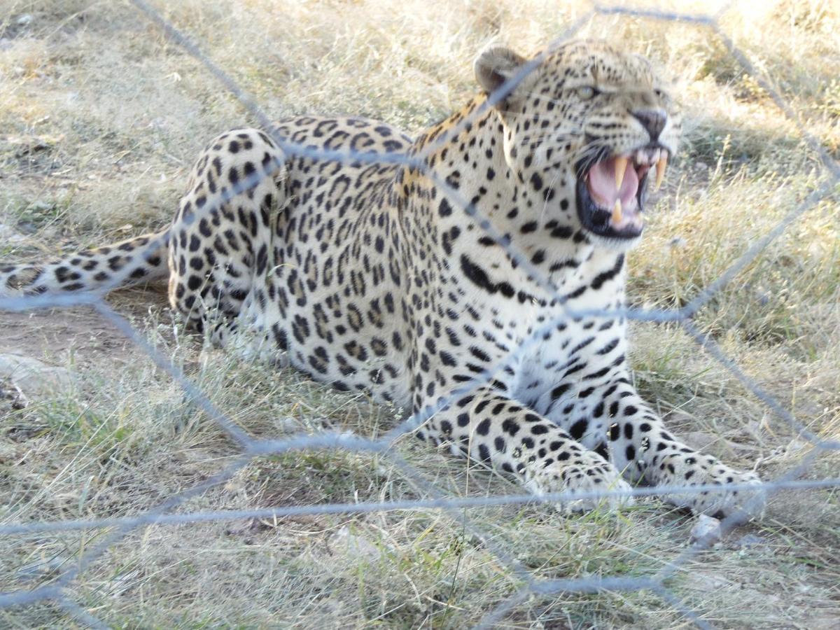 Aloegrove Safari Lodge Otjiwarongo Bagian luar foto