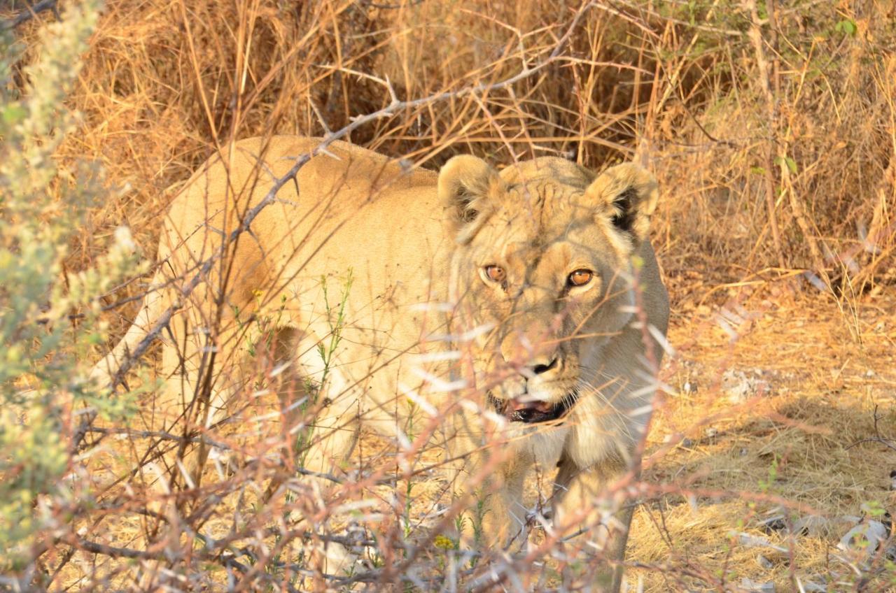 Aloegrove Safari Lodge Otjiwarongo Bagian luar foto