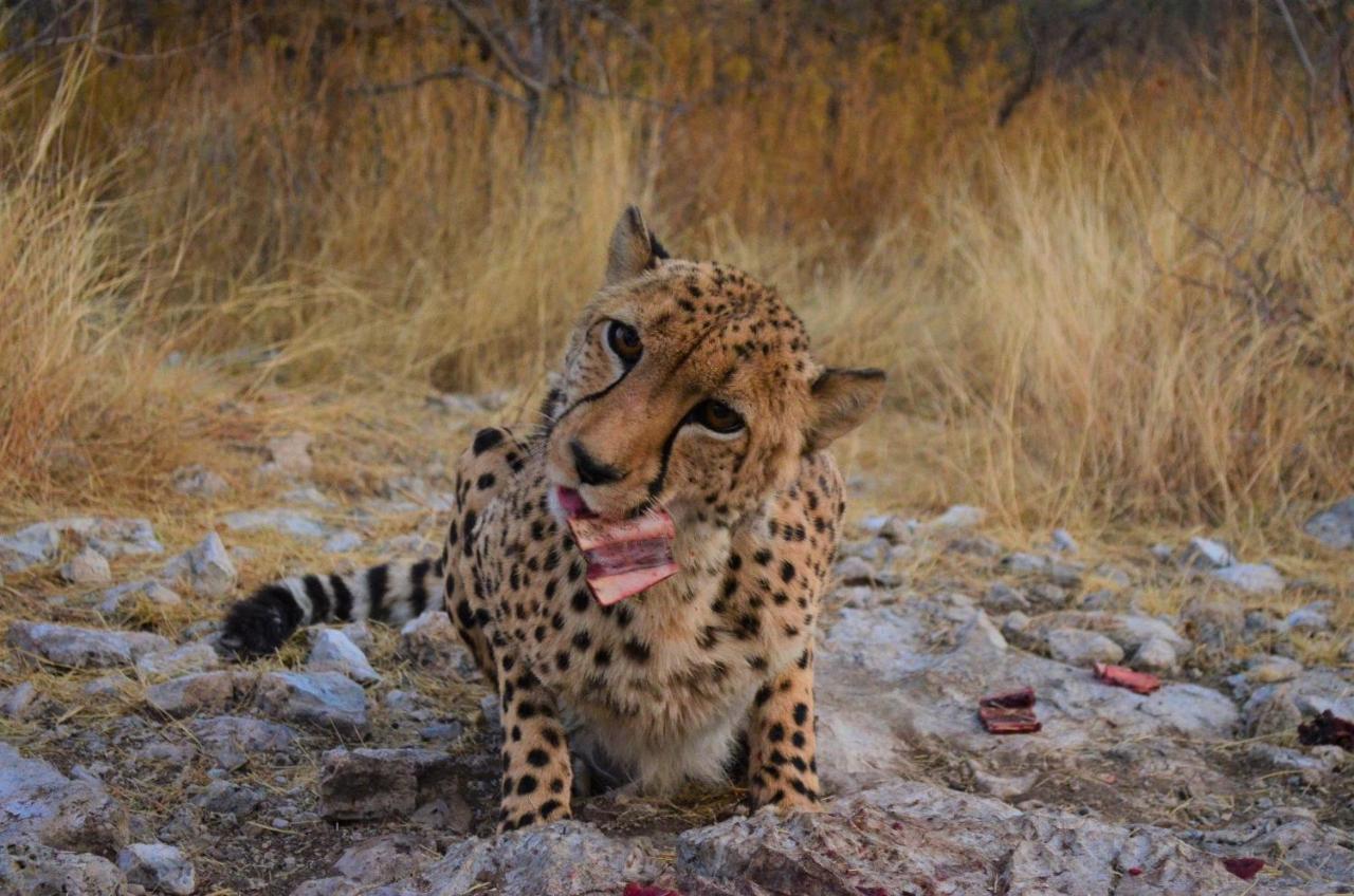 Aloegrove Safari Lodge Otjiwarongo Bagian luar foto