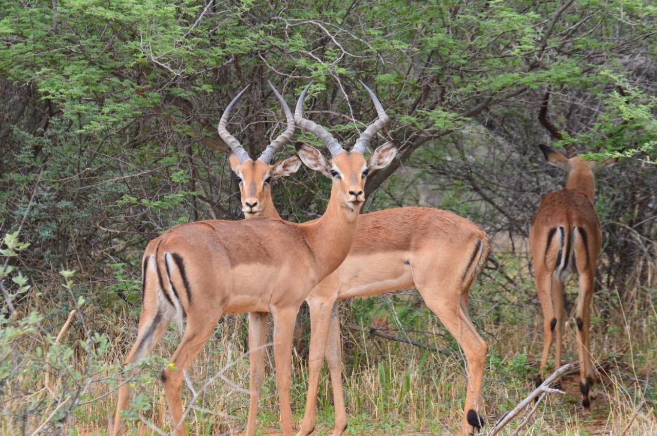 Aloegrove Safari Lodge Otjiwarongo Bagian luar foto