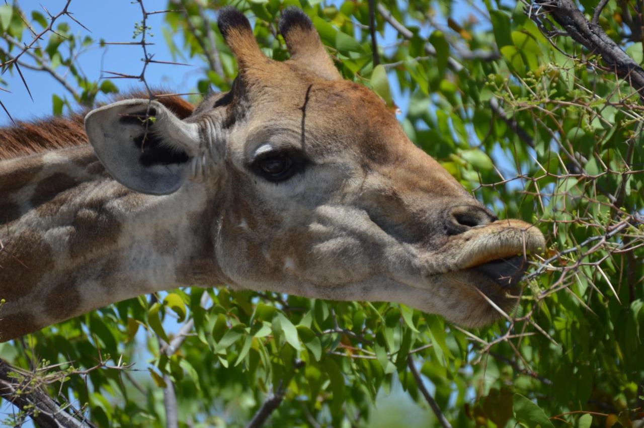 Aloegrove Safari Lodge Otjiwarongo Bagian luar foto