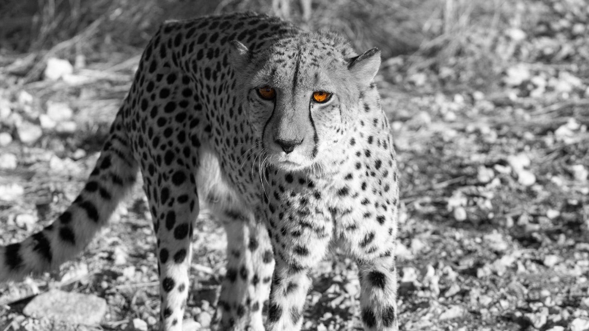 Aloegrove Safari Lodge Otjiwarongo Bagian luar foto