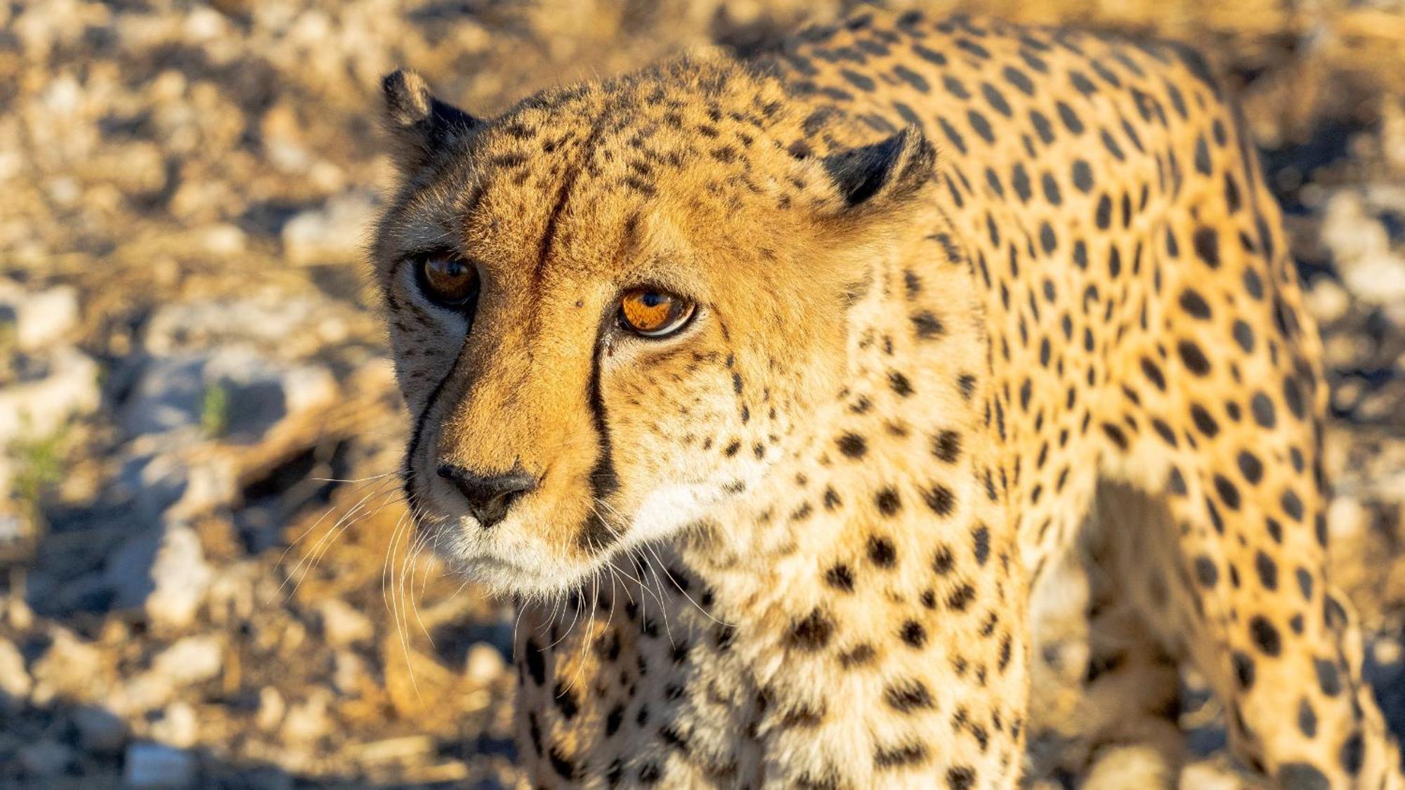 Aloegrove Safari Lodge Otjiwarongo Bagian luar foto