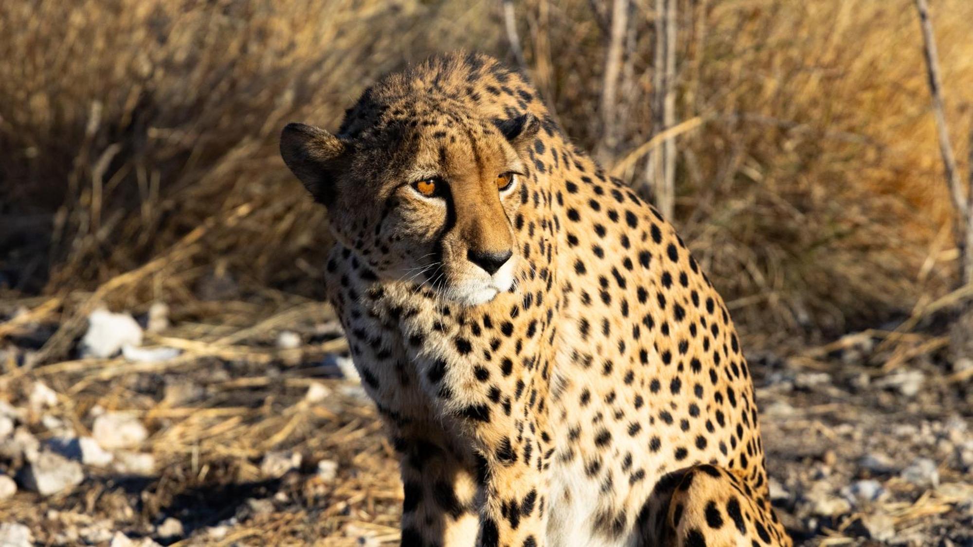 Aloegrove Safari Lodge Otjiwarongo Bagian luar foto