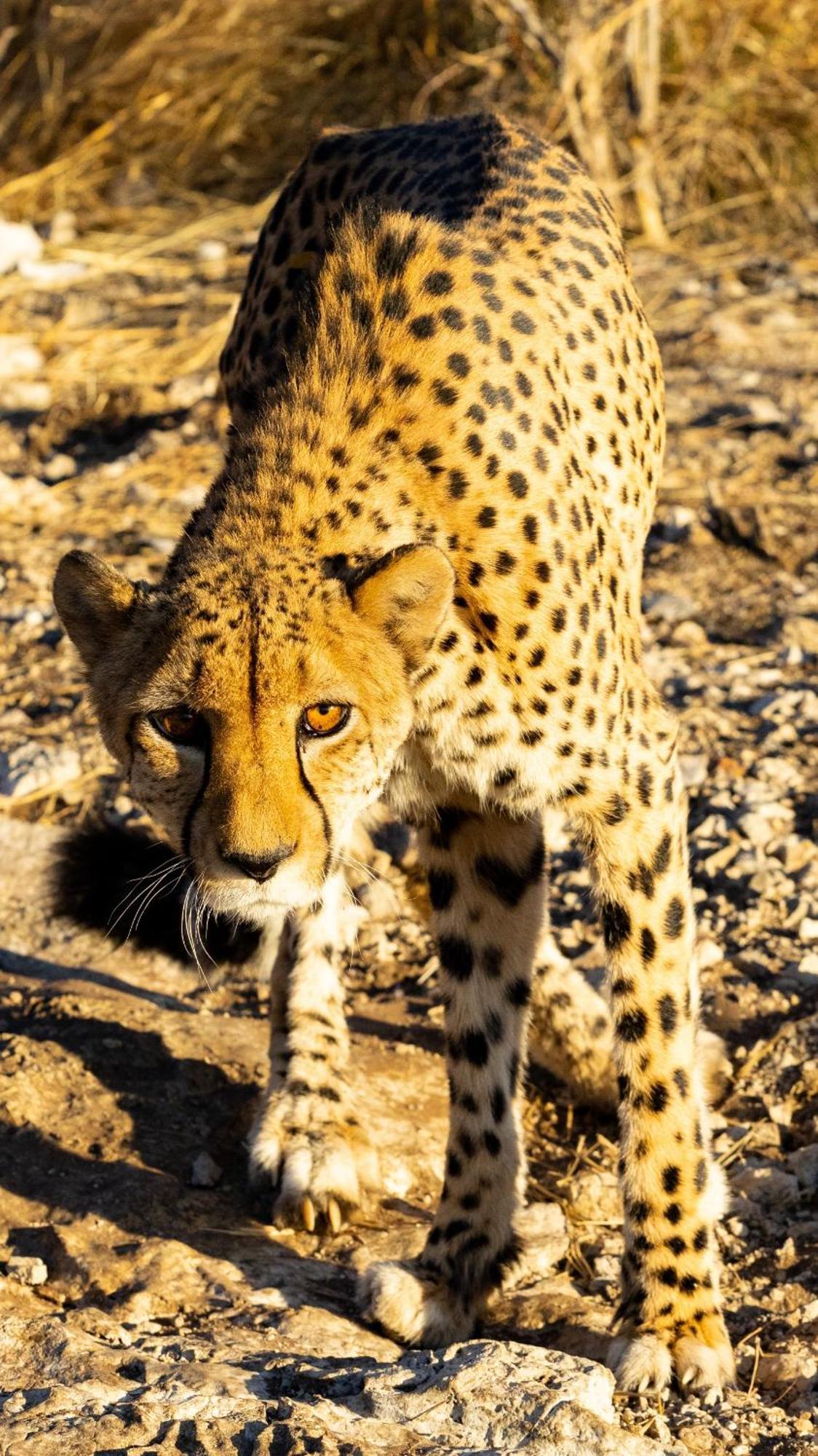 Aloegrove Safari Lodge Otjiwarongo Bagian luar foto