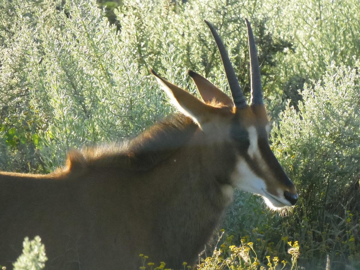 Aloegrove Safari Lodge Otjiwarongo Bagian luar foto
