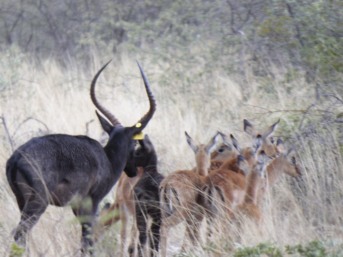 Aloegrove Safari Lodge Otjiwarongo Bagian luar foto