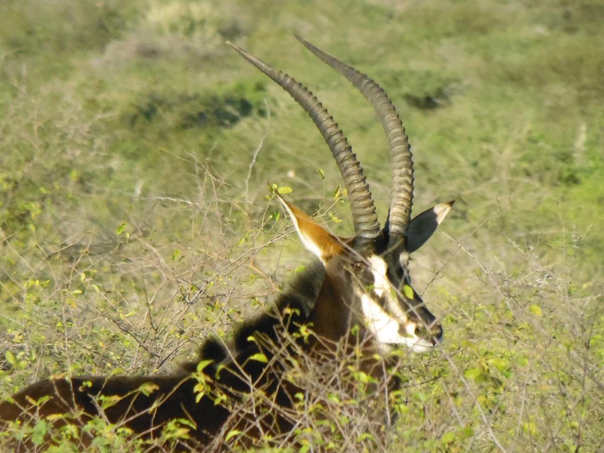 Aloegrove Safari Lodge Otjiwarongo Bagian luar foto