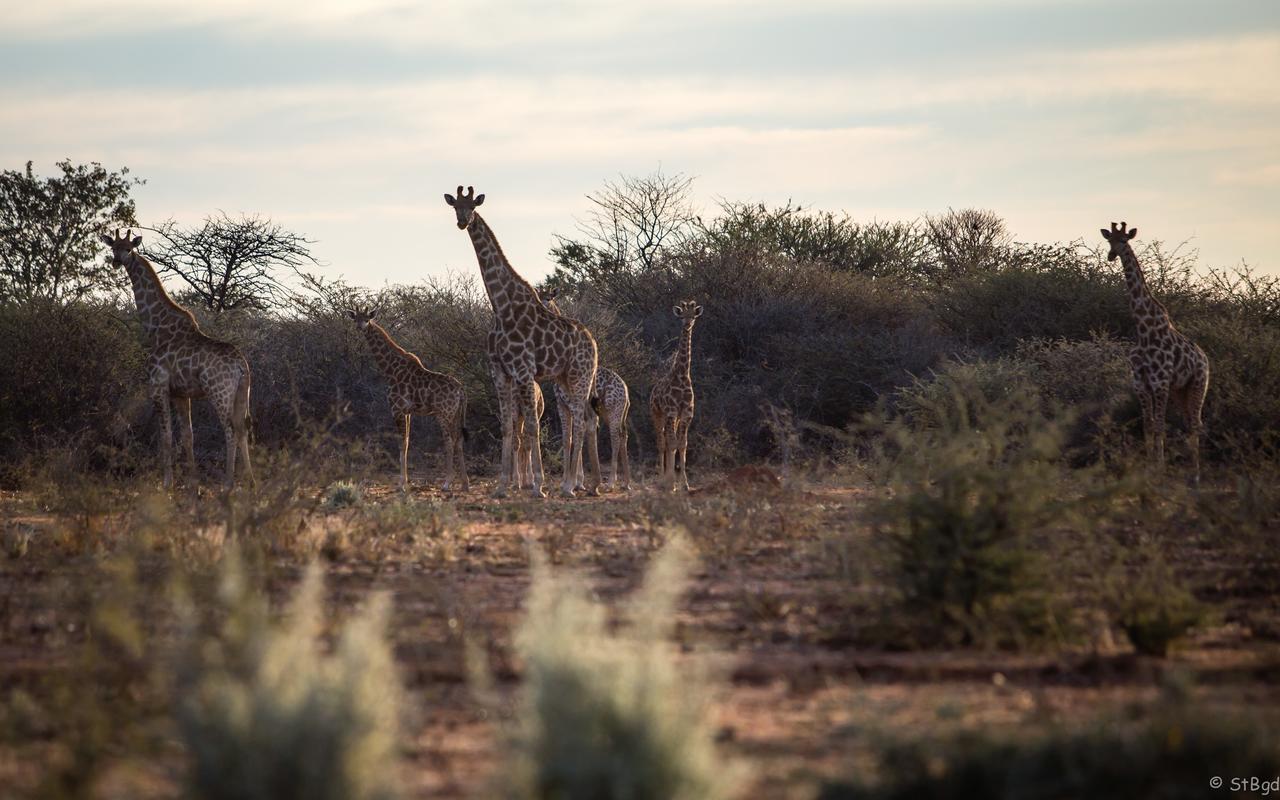 Aloegrove Safari Lodge Otjiwarongo Bagian luar foto