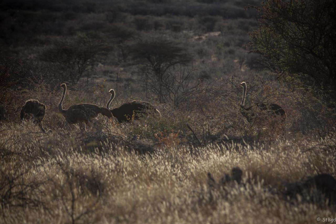 Aloegrove Safari Lodge Otjiwarongo Bagian luar foto