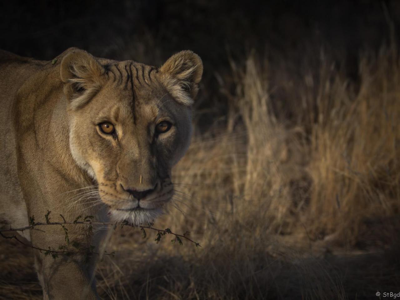 Aloegrove Safari Lodge Otjiwarongo Bagian luar foto