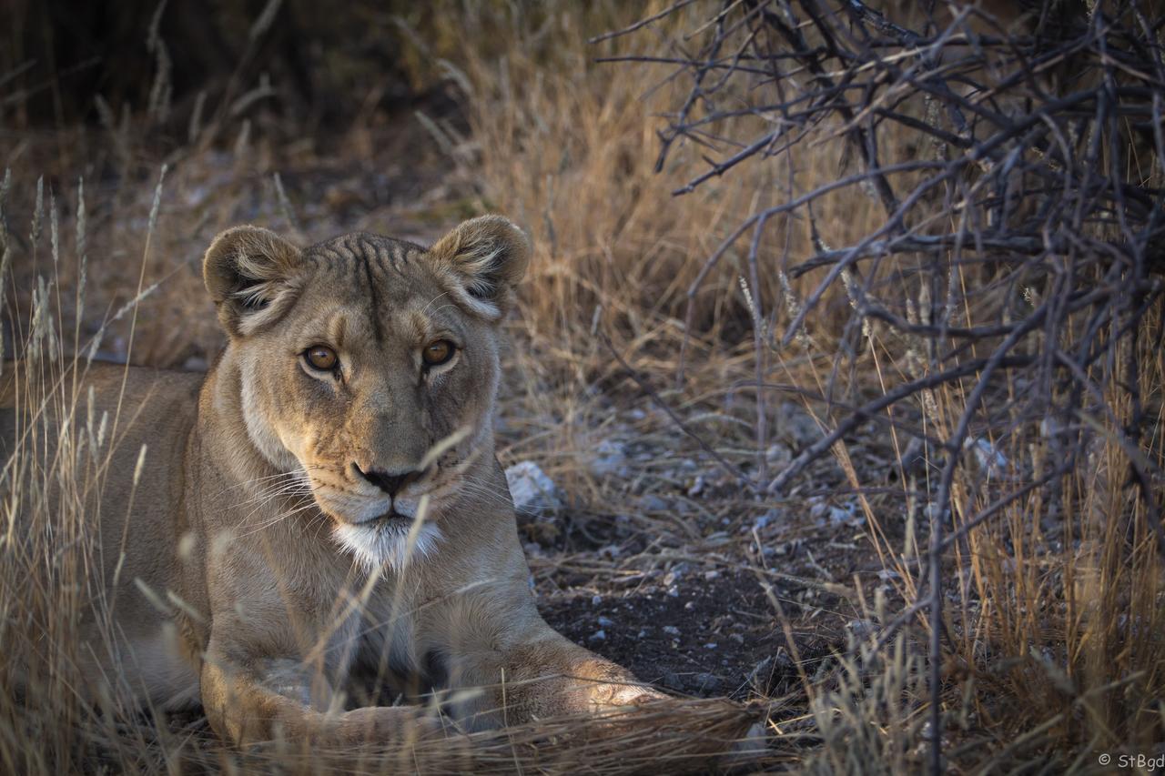 Aloegrove Safari Lodge Otjiwarongo Bagian luar foto
