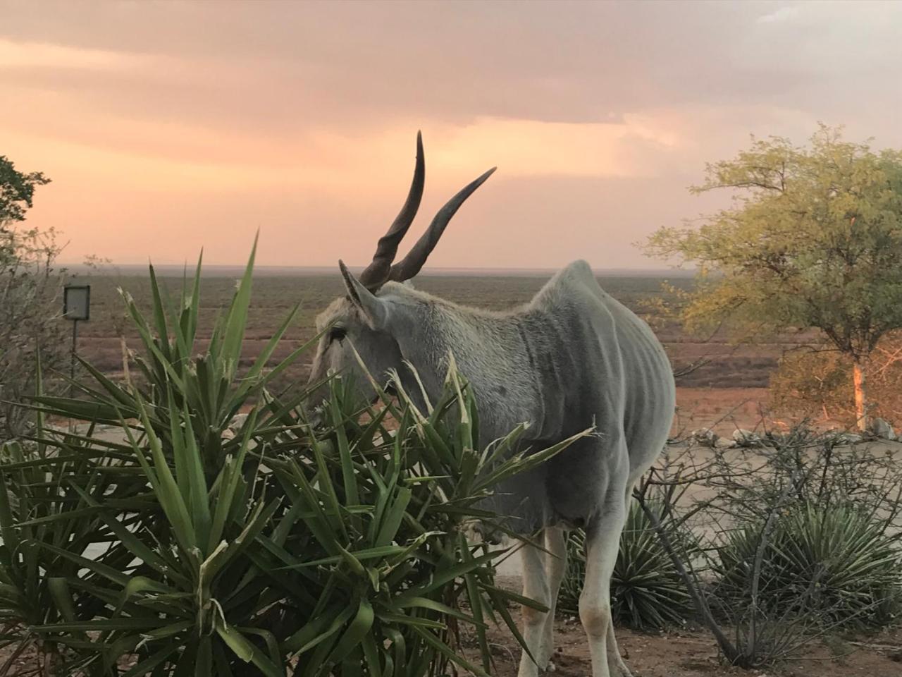 Aloegrove Safari Lodge Otjiwarongo Bagian luar foto
